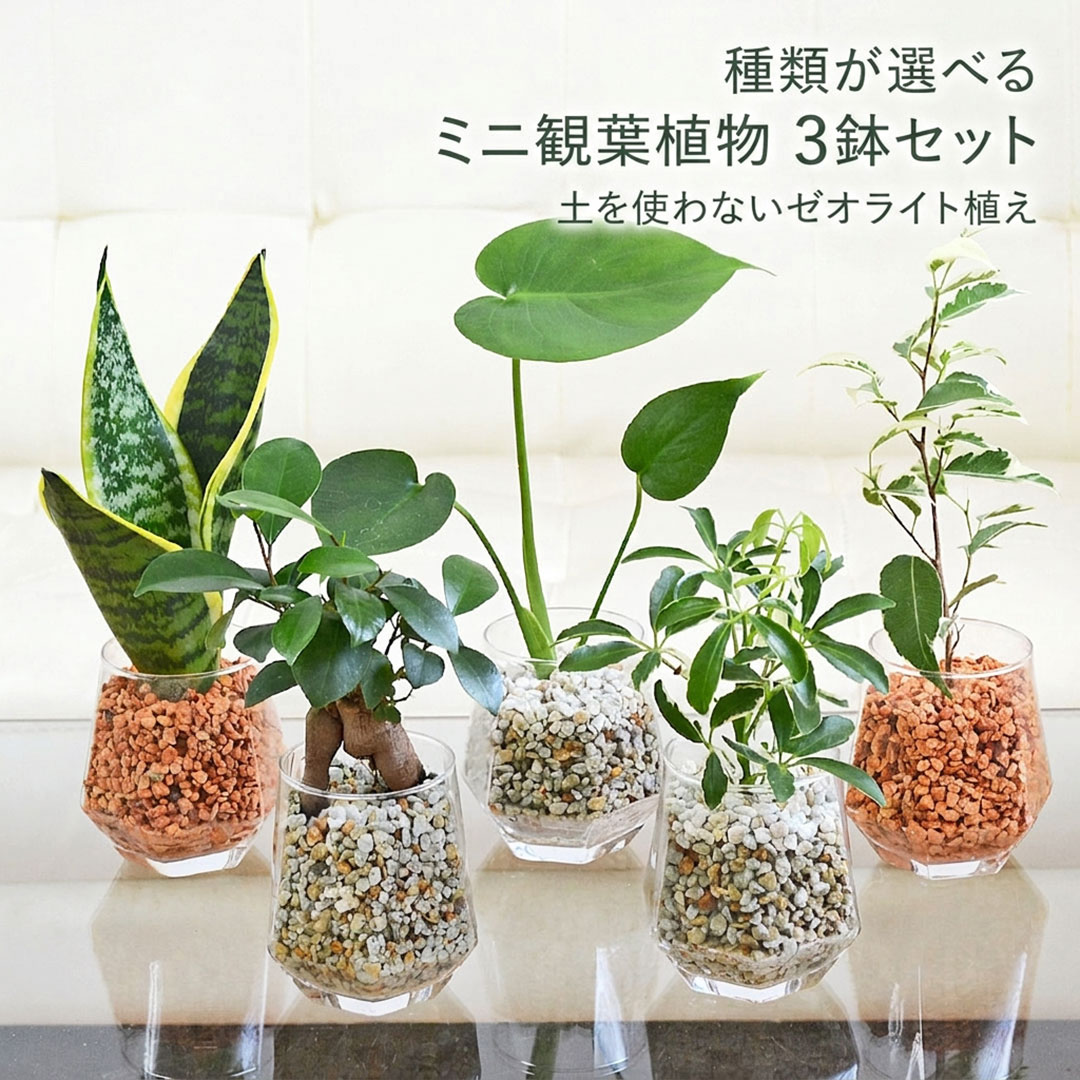 観葉植物ミニ ハイドロカルチャー ヘキサグラス ゼオライト 3鉢セット