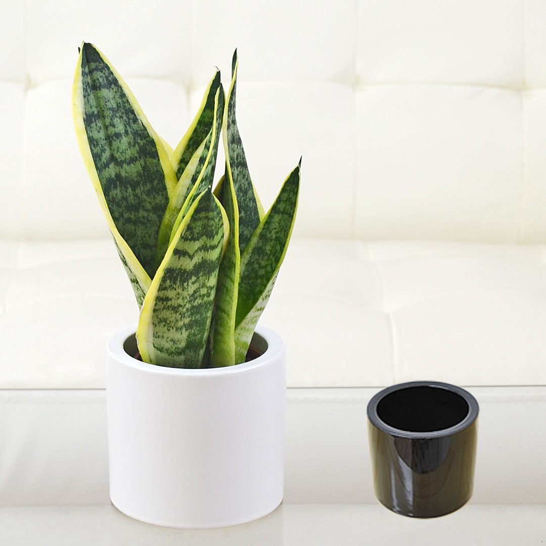 観葉植物 ミニ サンスベリア フツーラ ハイドロカルチャー モノトーン陶器鉢付き