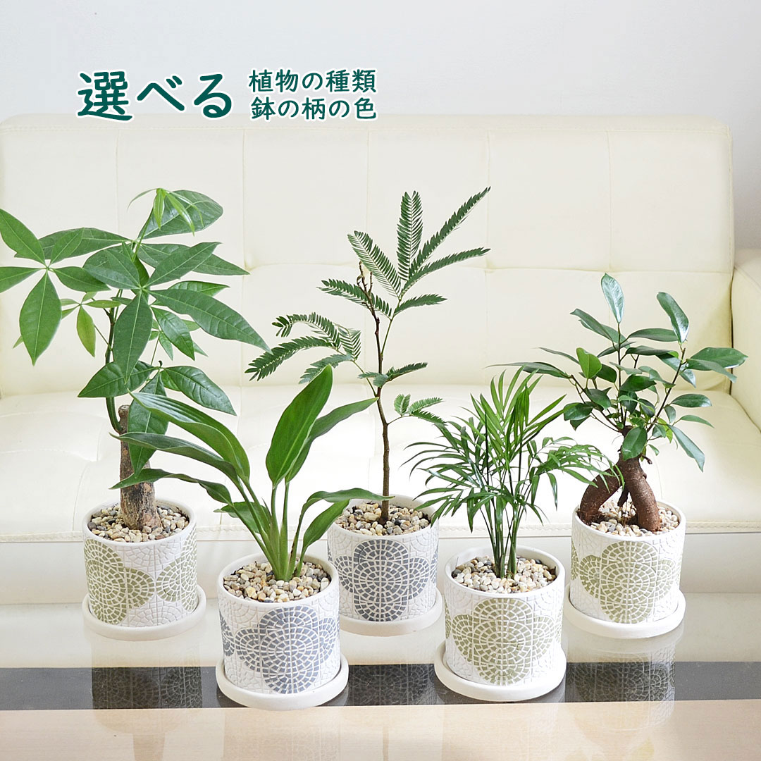 観葉植物 テラコッタ鉢 陶器鉢 花柄 タイル風 種類選べる 室内