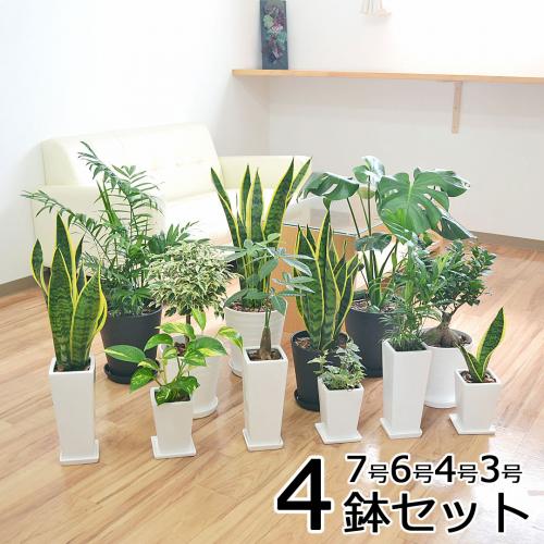 観葉植物 4鉢セット 7号 6号 4号 3号 選べる種類