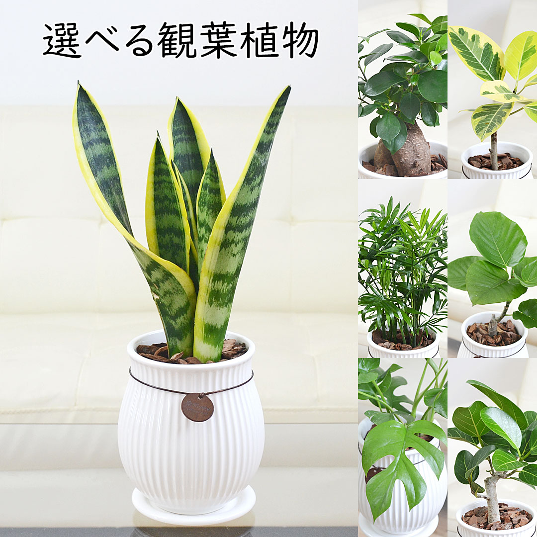 観葉植物 陶器鉢 タグ付き 4号 ホワイト 白 種類 選べる おしゃれ