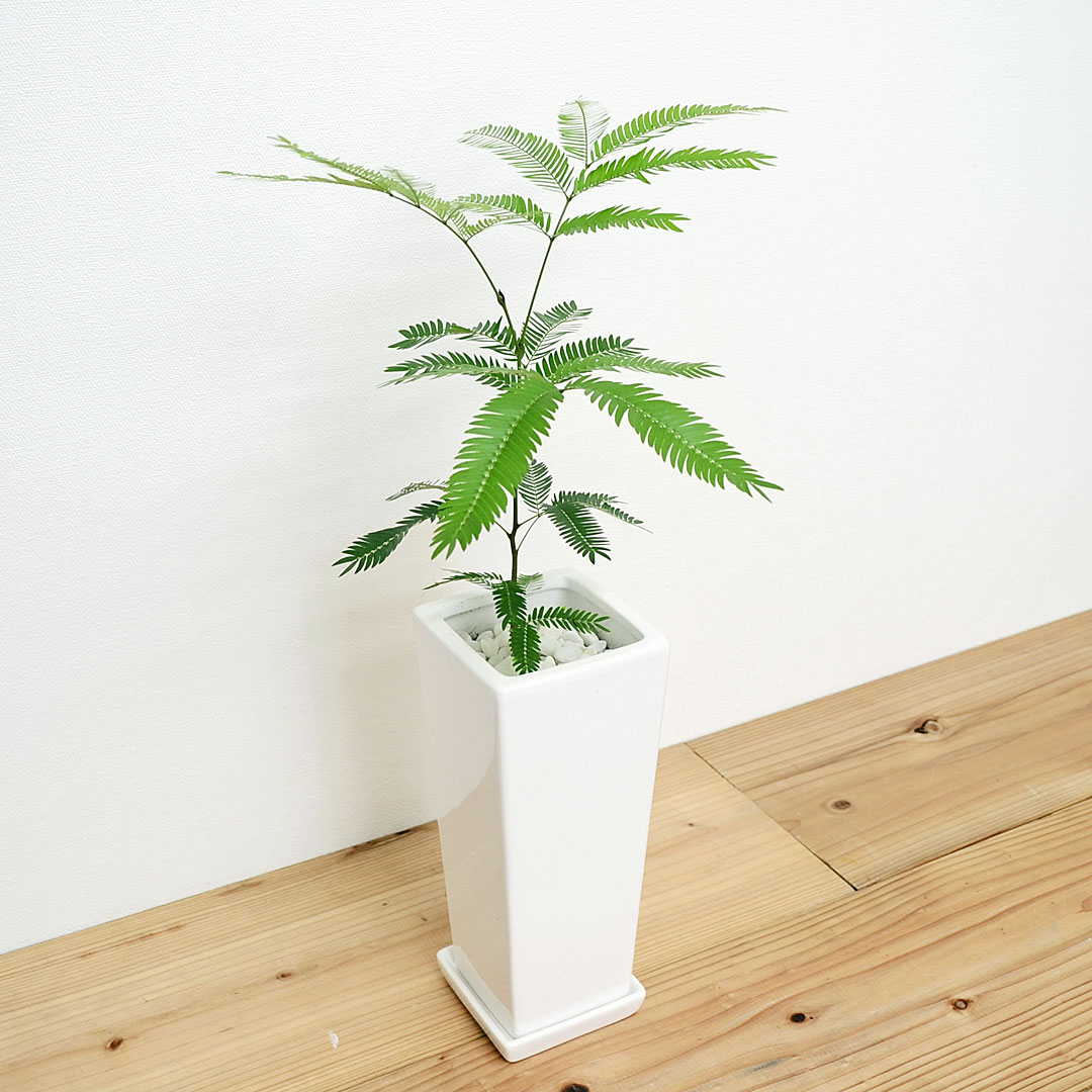 観葉植物 エバーフレッシュ(ネムノキ) スクエア陶器鉢植え