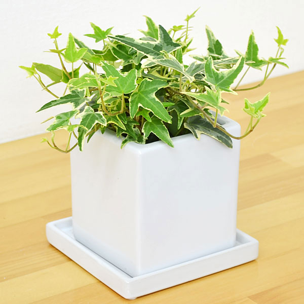 【送料無料】観葉植物 アイビー(ヘデラ) キューブ陶器鉢植え