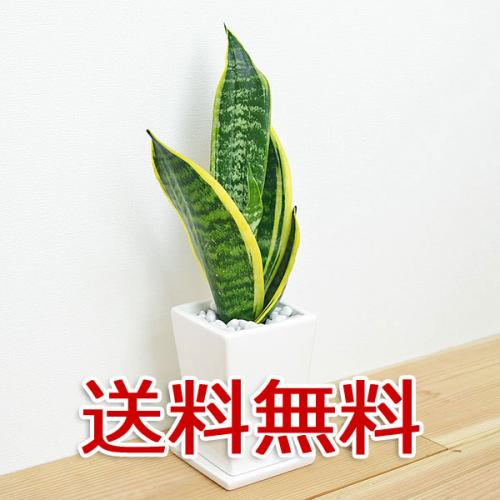 【送料無料】観葉植物 サンスベリア スクエア陶器鉢植え 3号