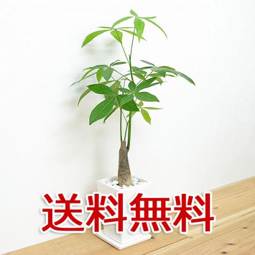 【送料無料】観葉植物 パキラ スクエア陶器鉢植え 3号