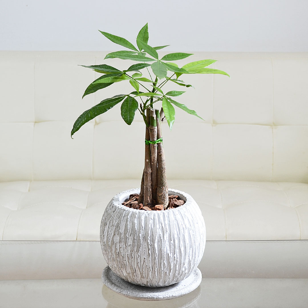 観葉植物 パキラ 編み込み セメント鉢 コンクリート ボール 丸形