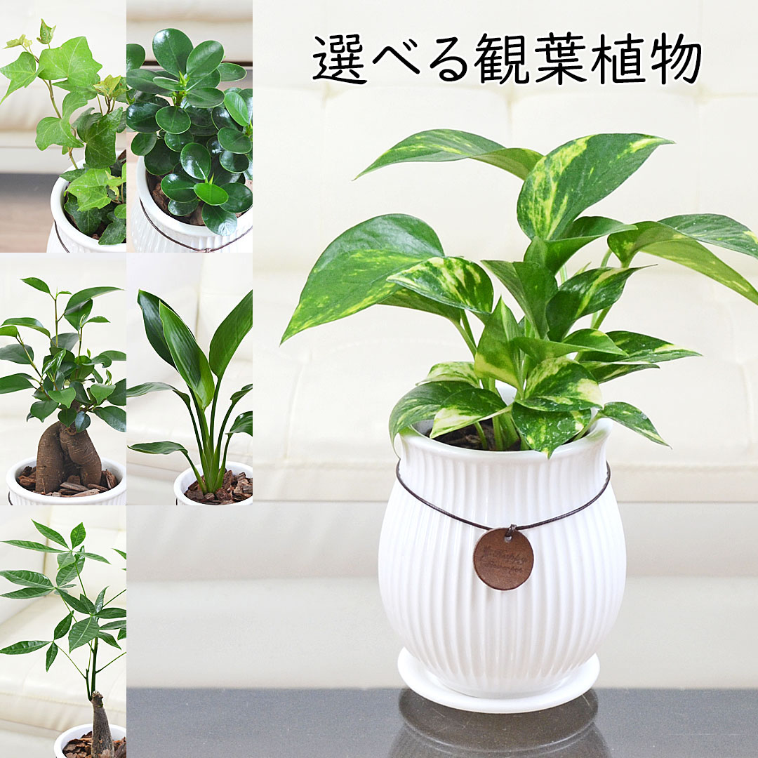 観葉植物 陶器鉢 タグ付き 3号 ホワイト 白 種類 選べる おしゃれ