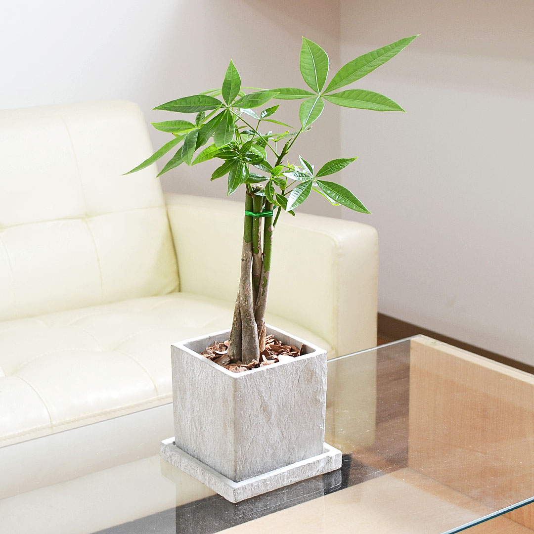 観葉植物 パキラ 編み込み セメント鉢 コンクリート キューブ