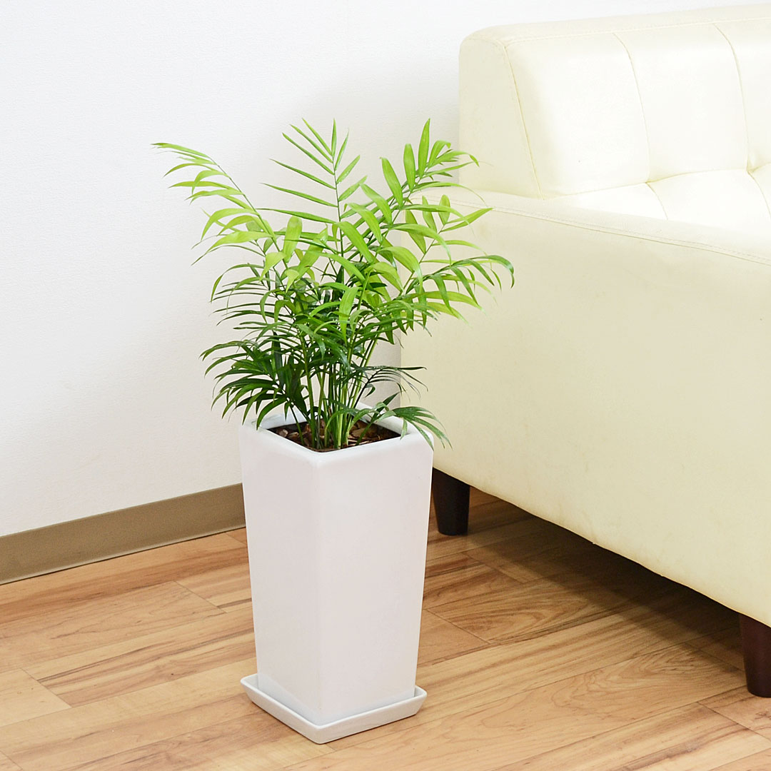 観葉植物 テーブルヤシ(チャメドレア) スクエア陶器鉢植え 6号