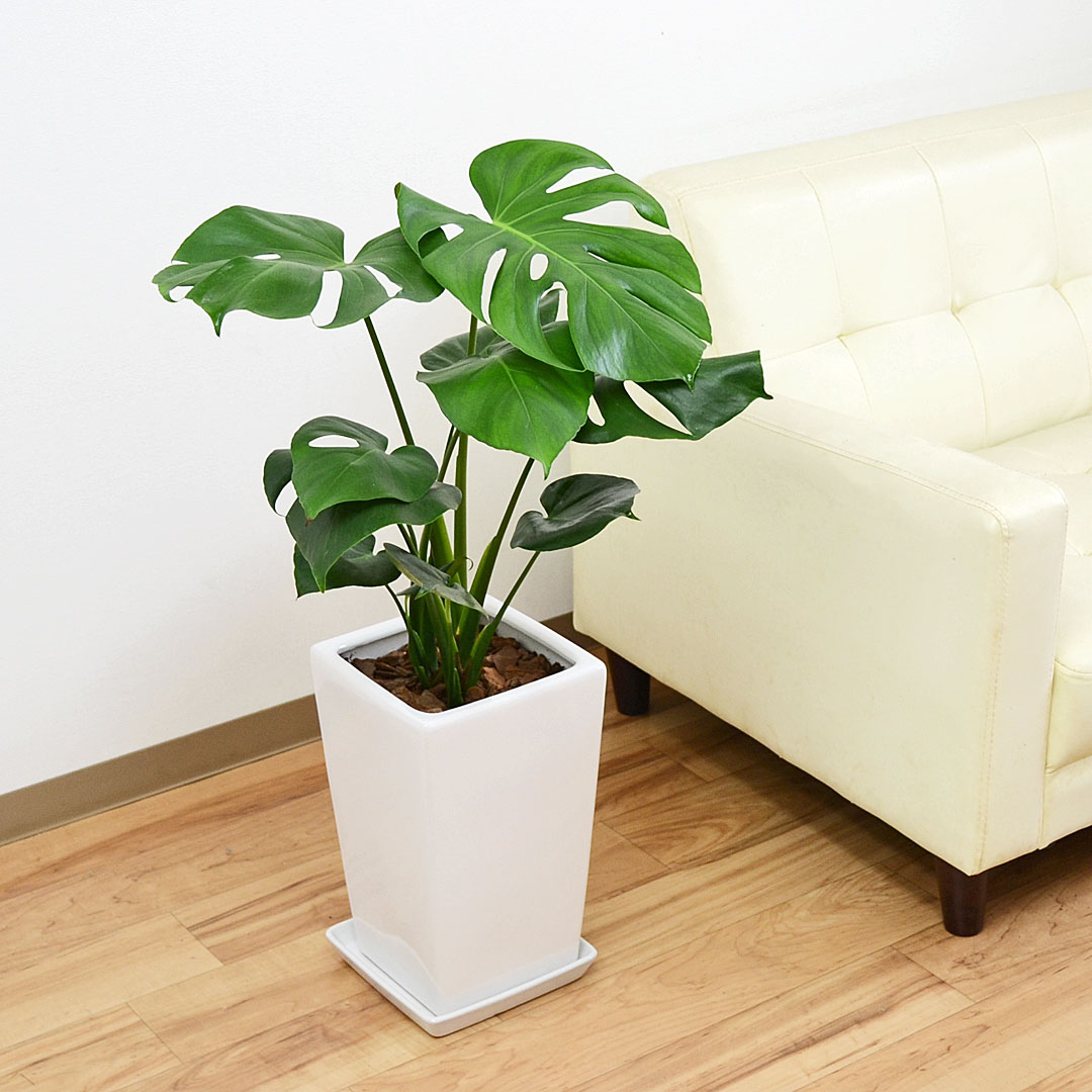 観葉植物 モンステラ スクエア陶器鉢植え 7号