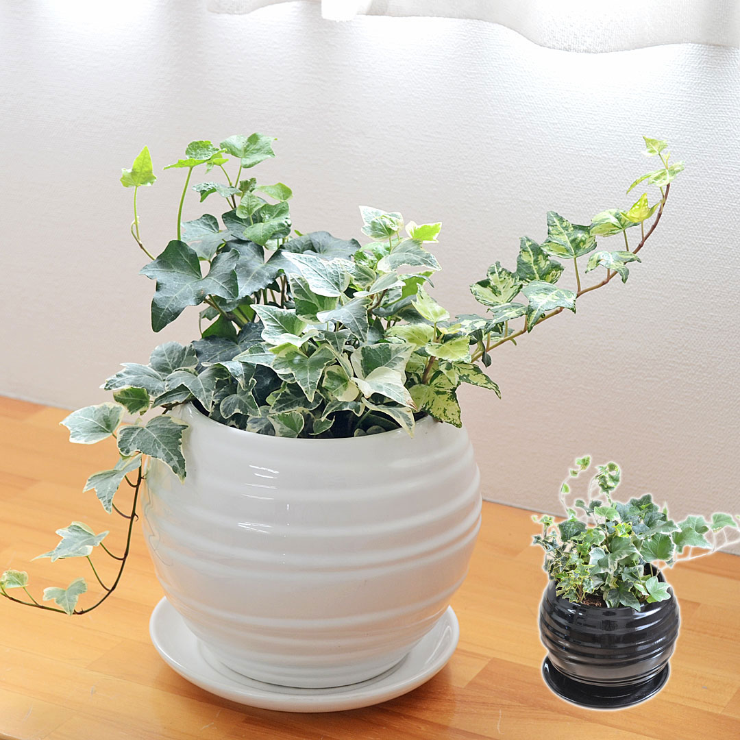 観葉植物 アイビー ヘデラ 3種寄せ植え ボール形陶器鉢植え ホワイト ブラック おしゃれ お祝い 室内 送料無料