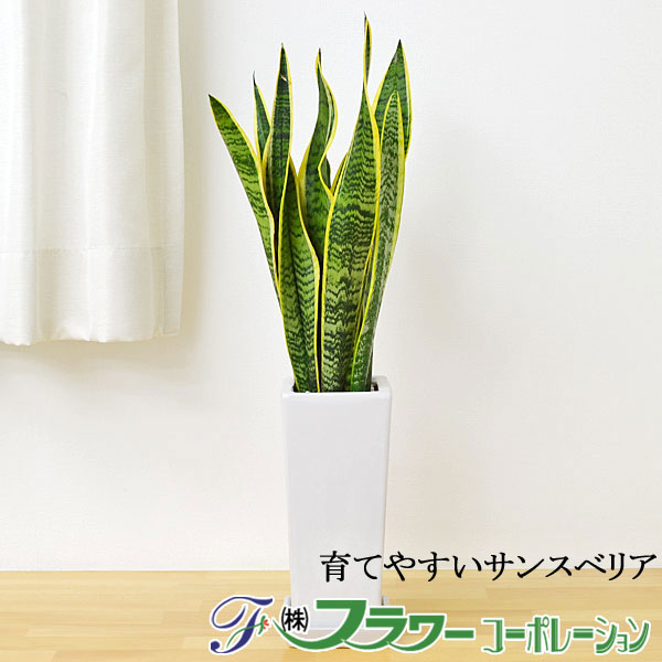 【送料無料】観葉植物 サンスベリア 陶器鉢植え