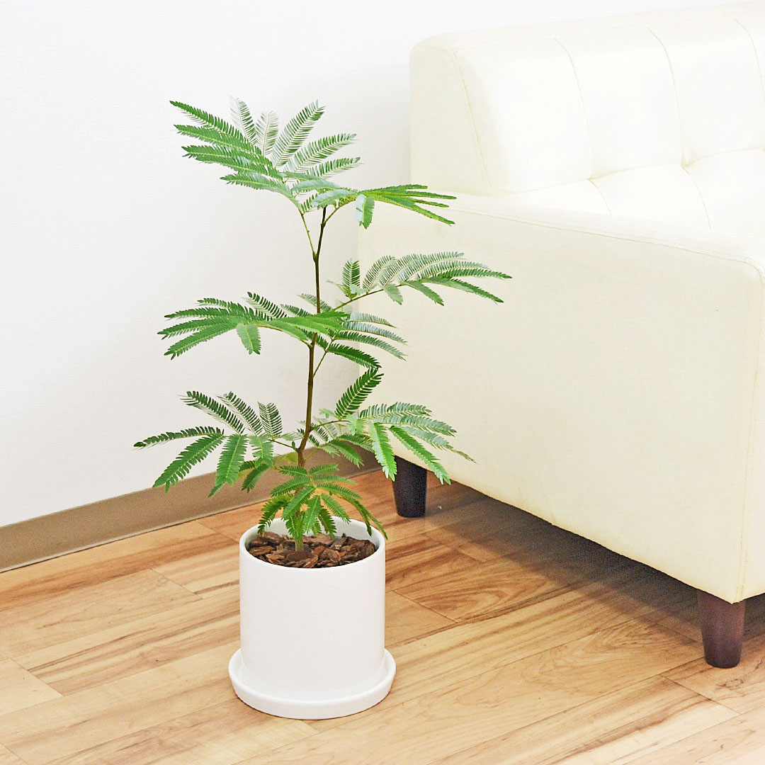 観葉植物 エバーフレッシュ 陶器鉢 円柱形 ホワイト 白 5号