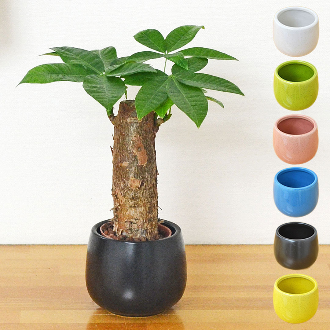 観葉植物 ミニ パキラ 朴仕立て ハイドロカルチャー 水耕栽培 陶器鉢付き