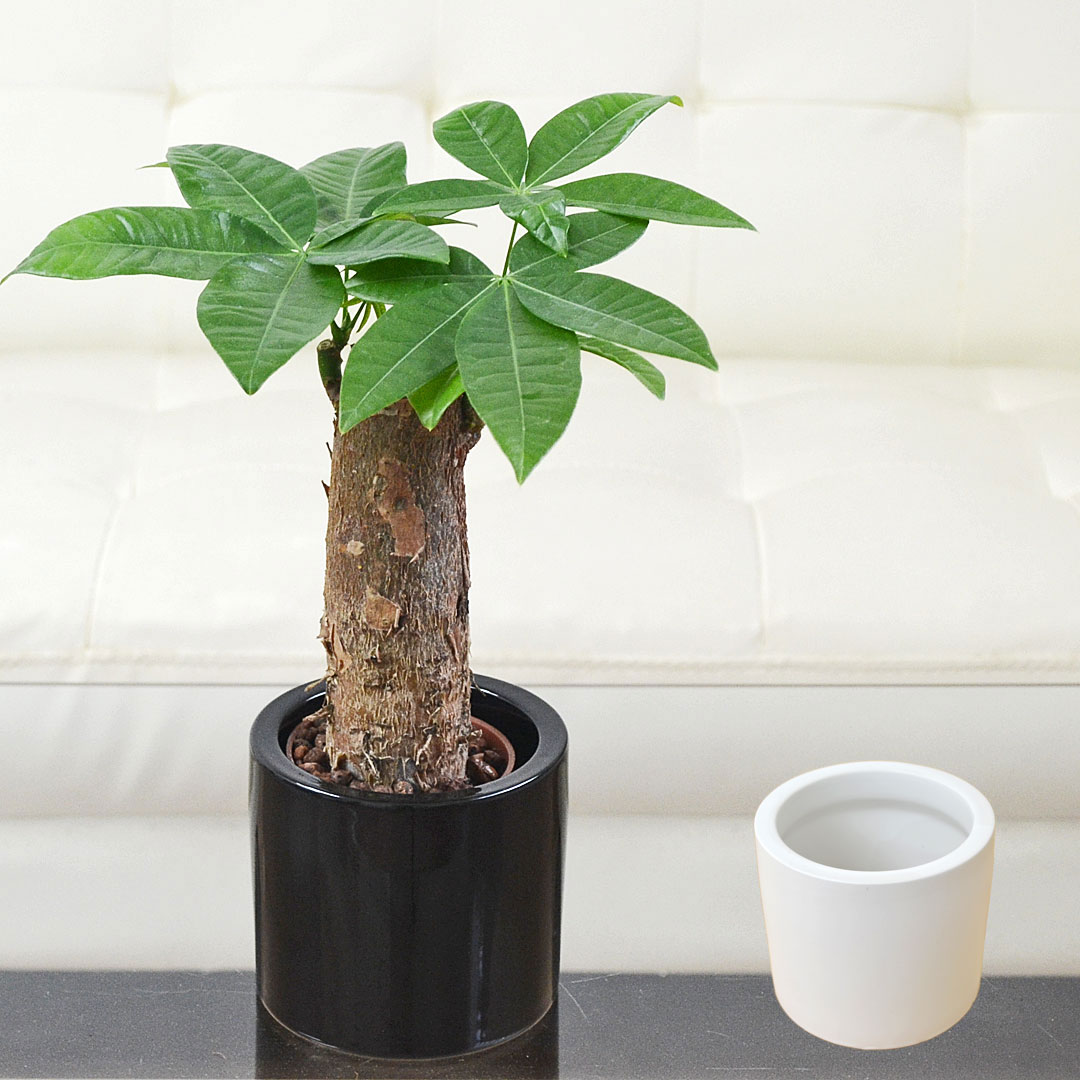 観葉植物 ミニ パキラ 朴仕立て ハイドロカルチャー 水耕栽培 陶器鉢付き