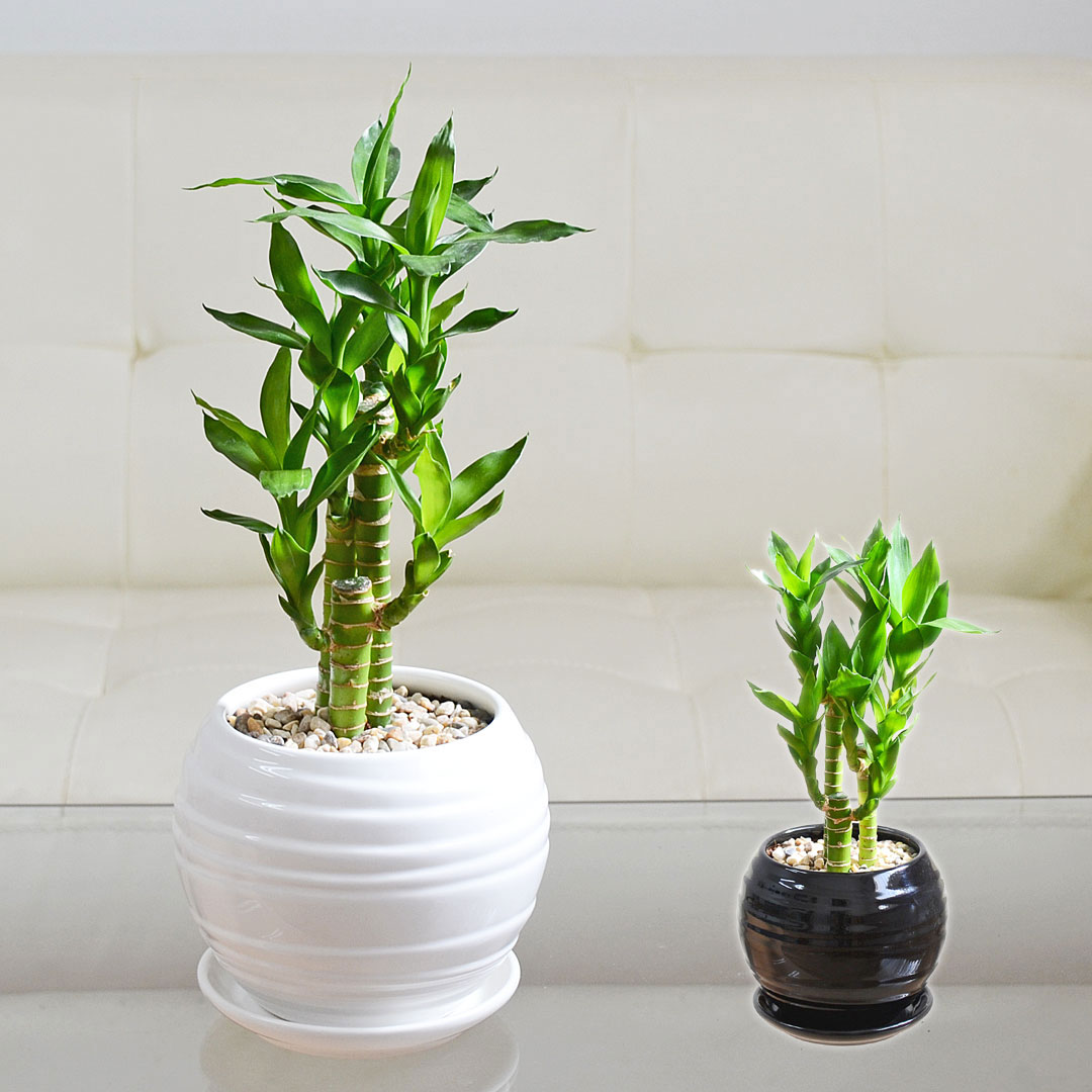 観葉植物 キングバンブー ミリオンバンブー ミニ 陶器鉢 ボール形