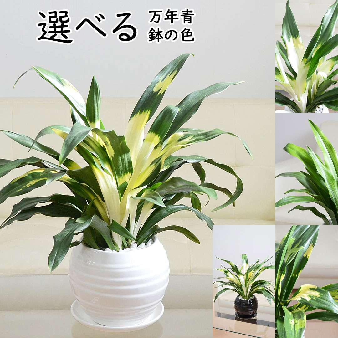 観葉植物 選べる万年青 オモト 宝船 あけぼの 有田 長寿 陶器鉢 ボール形