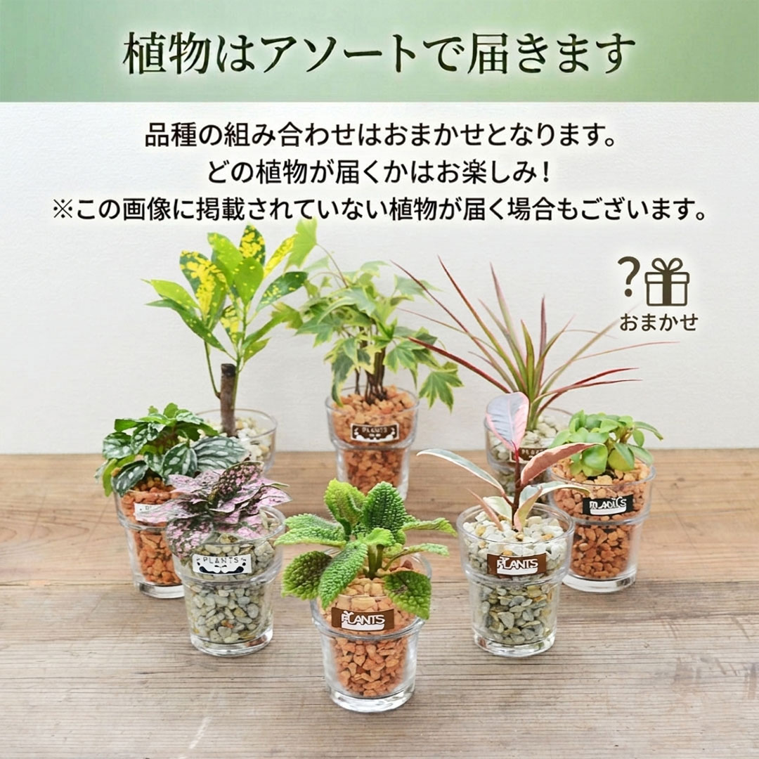 ミニ観葉植物 ハイドロカルチャー ゼオライト 4鉢セット アソート