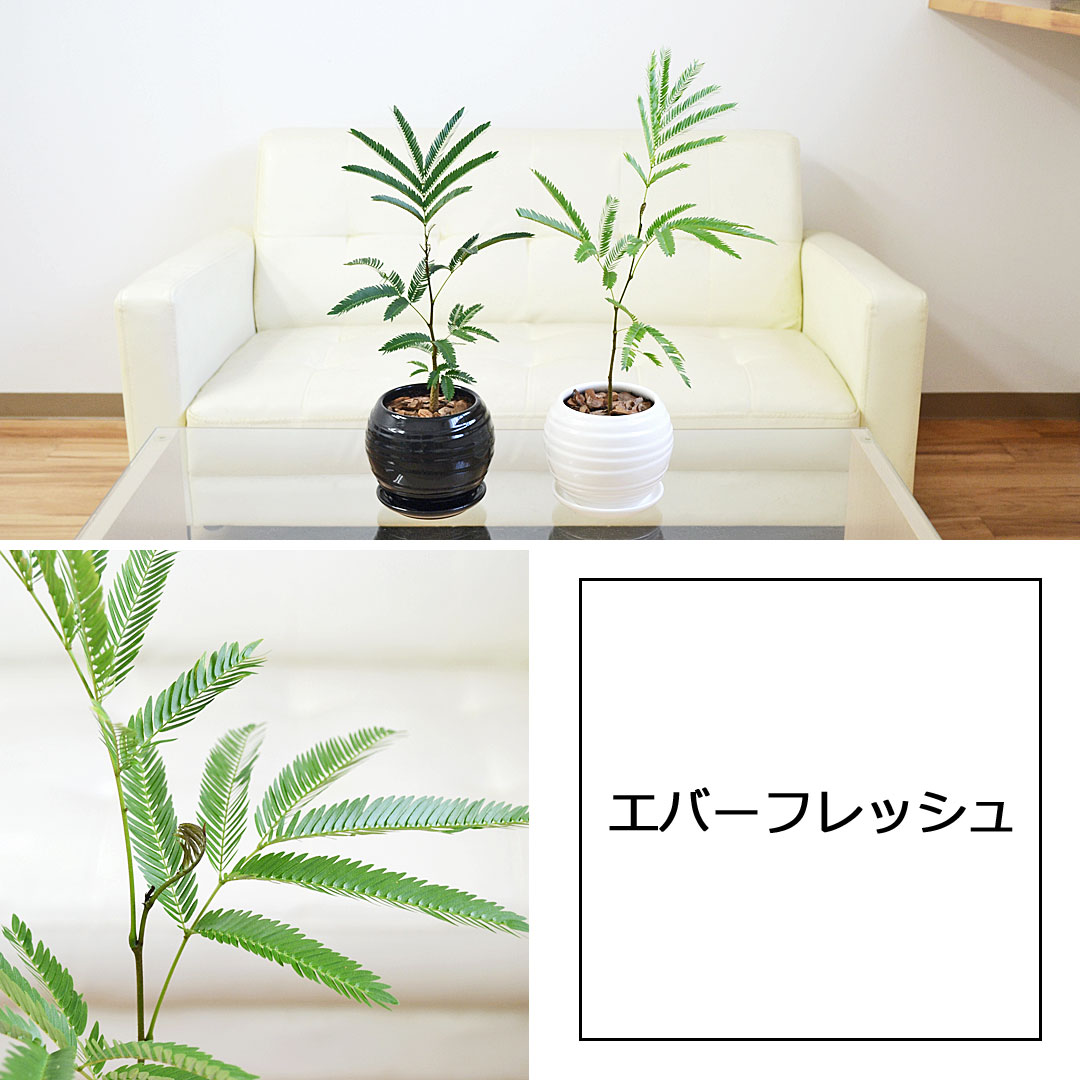 観葉植物 ボール陶器鉢植え エバーフレッシュ