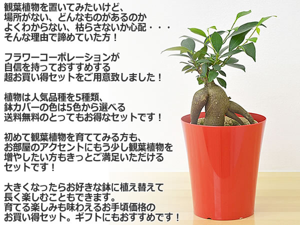 選べる観葉植物 4鉢セット イメージ