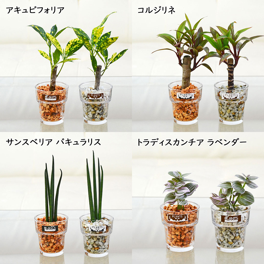 ミニ観葉植物 ハイドロカルチャー ゼオライト 3鉢セット 植物の種類1