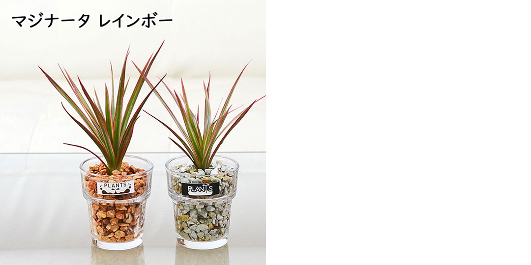 ミニ観葉植物 ハイドロカルチャー ゼオライト 3鉢セット 植物の種類3