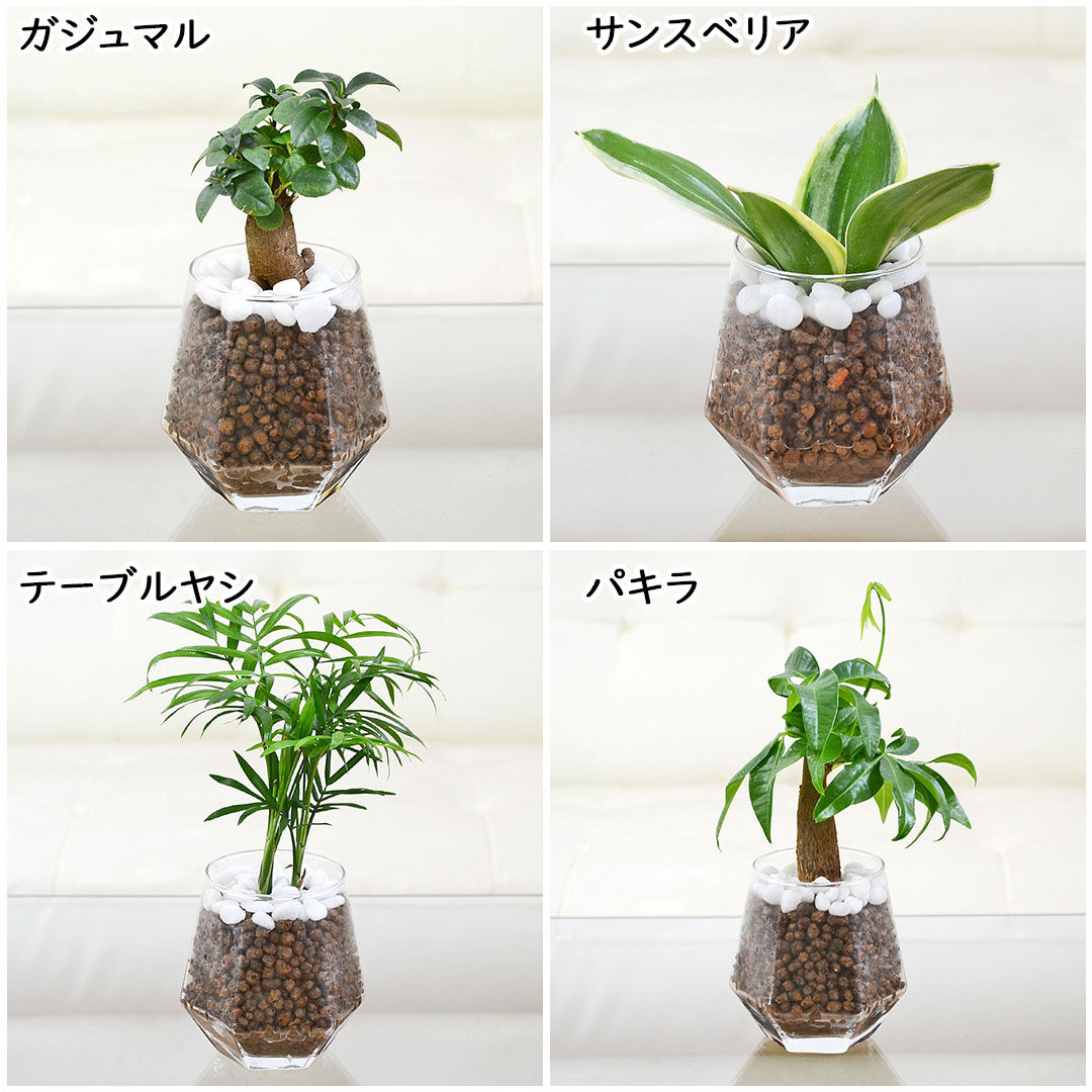観葉植物 ハイドロカルチャー ヘキサグラス 3鉢セット 選べる観葉植物の種類