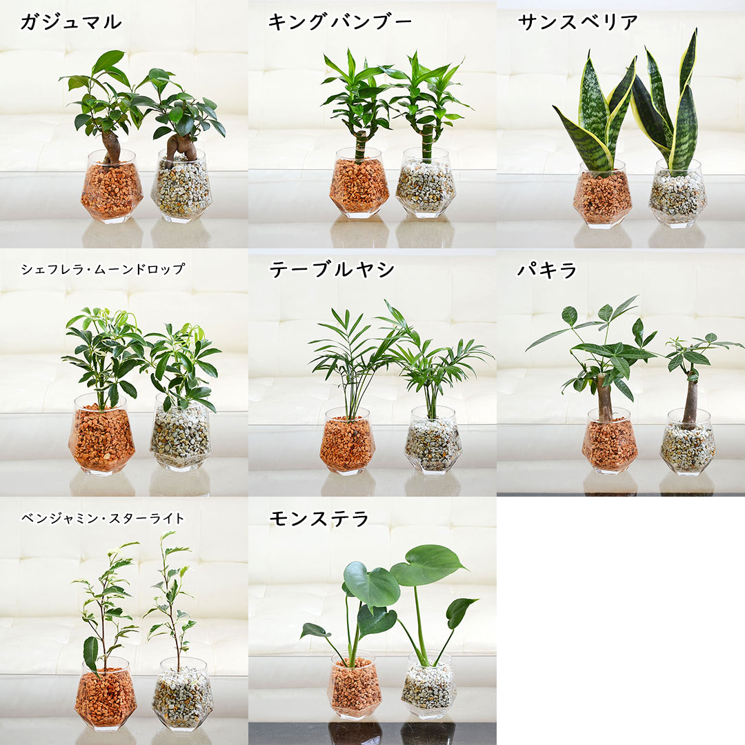 観葉植物 ハイドロカルチャー ヘキサグラス ゼオライト 3鉢セット 選べる観葉植物の種類