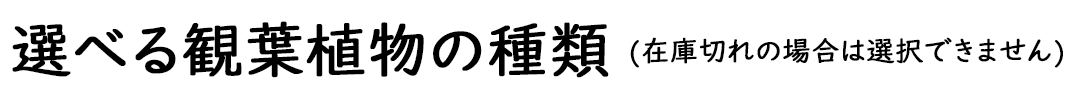観葉植物 ハイドロカルチャー ヘキサグラス ゼオライト 3鉢セット 選べる観葉植物の種類タイトル