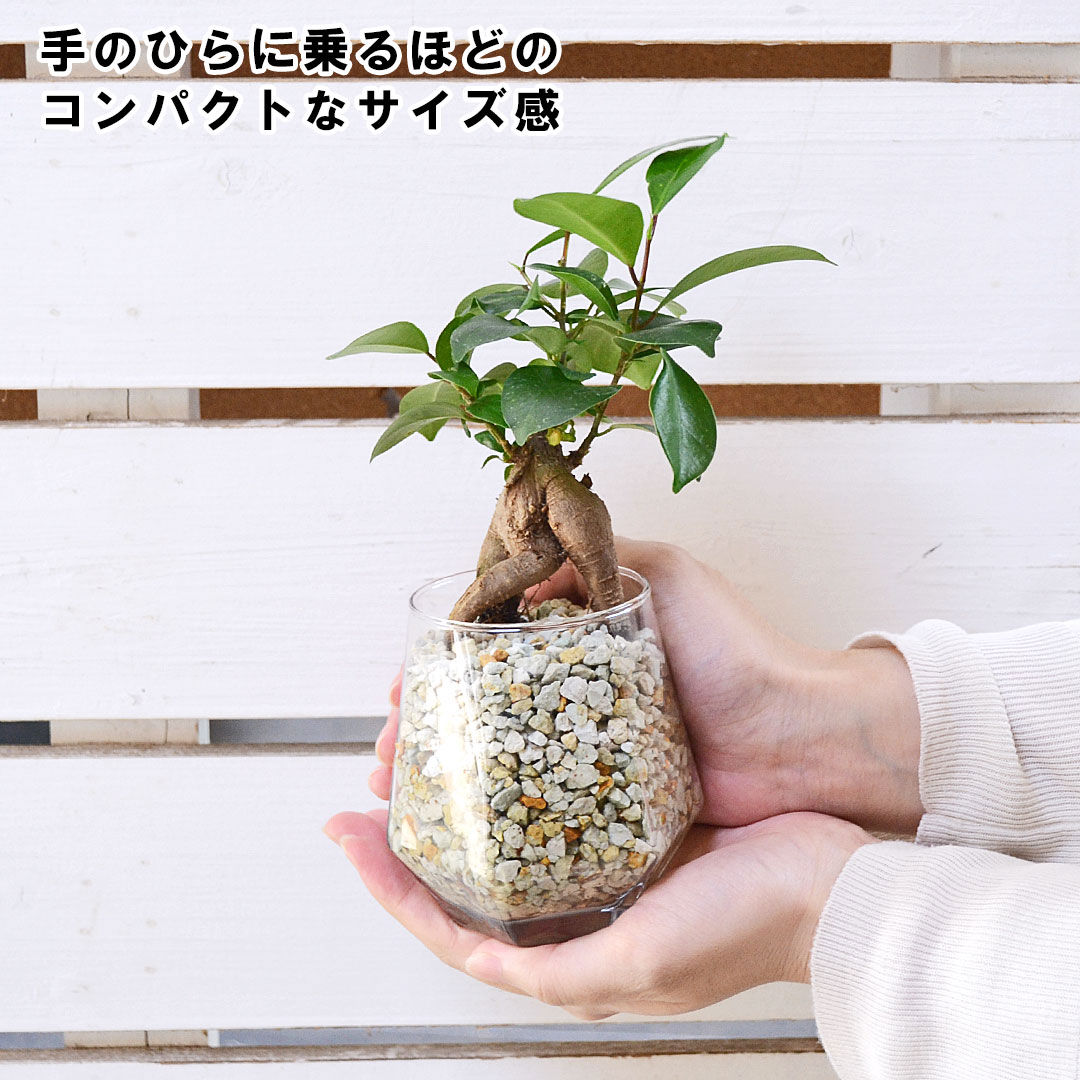 観葉植物 ハイドロカルチャー ヘキサグラス ゼオライト 3鉢セット サイズイメージ