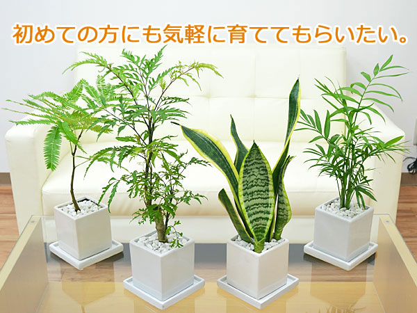 観葉植物の販売・ギフトならフラワーコーポレーション / 【送料無料】観葉植物 サンスベリア(サンセベリア) キューブ陶器鉢植え