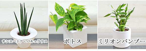 ハイドロカルチャー 4鉢セット 植物の種類2