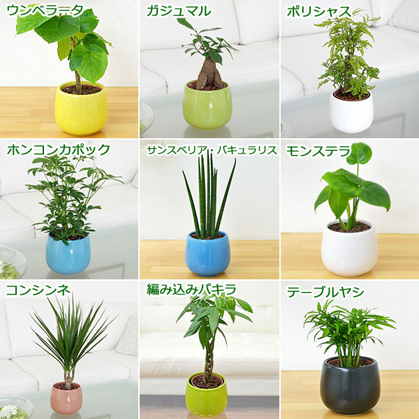 ハイドロカルチャー 4鉢セット 植物の種類