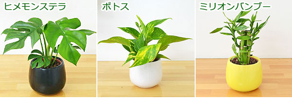 ハイドロカルチャー 3鉢セット 植物の種類2
