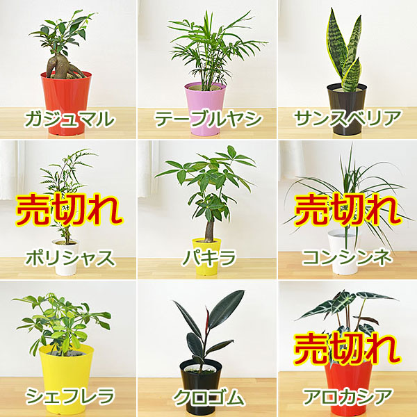 選べる観葉植物 4鉢セット 植物の種類