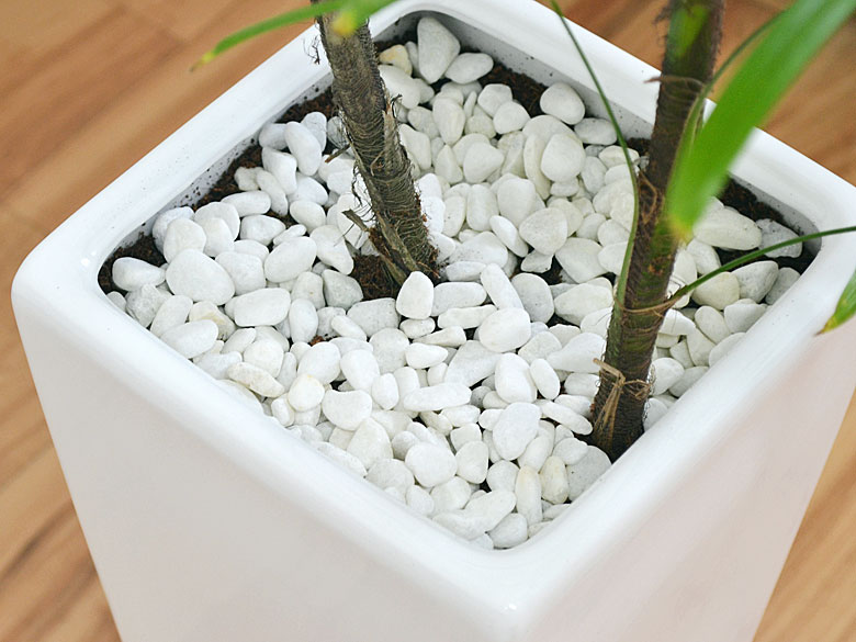 観葉植物 棕櫚竹 ロングスクエア陶器鉢植え 7号 白石の拡大