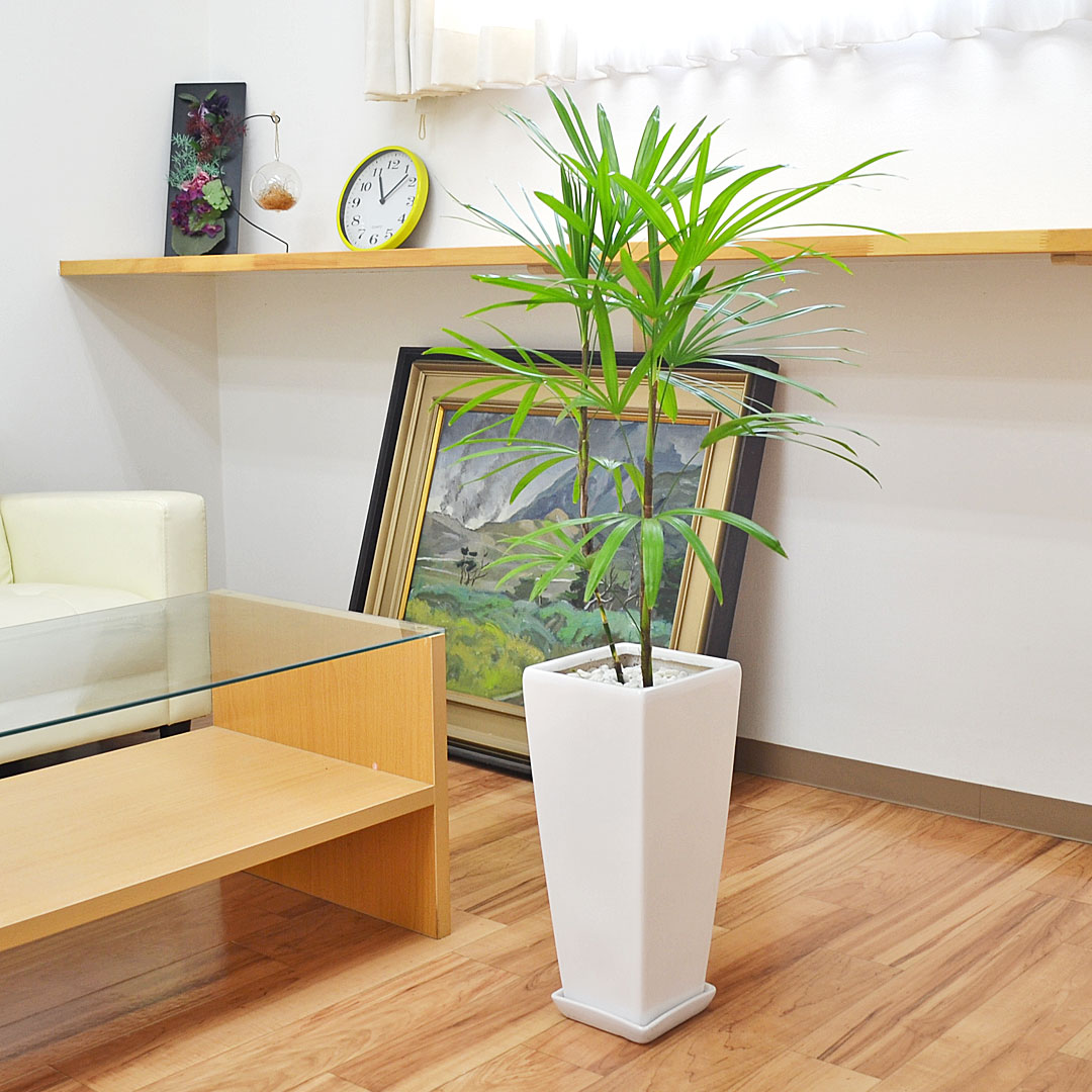 観葉植物 棕櫚竹 ロングスクエア陶器鉢植え 7号 イメージ2