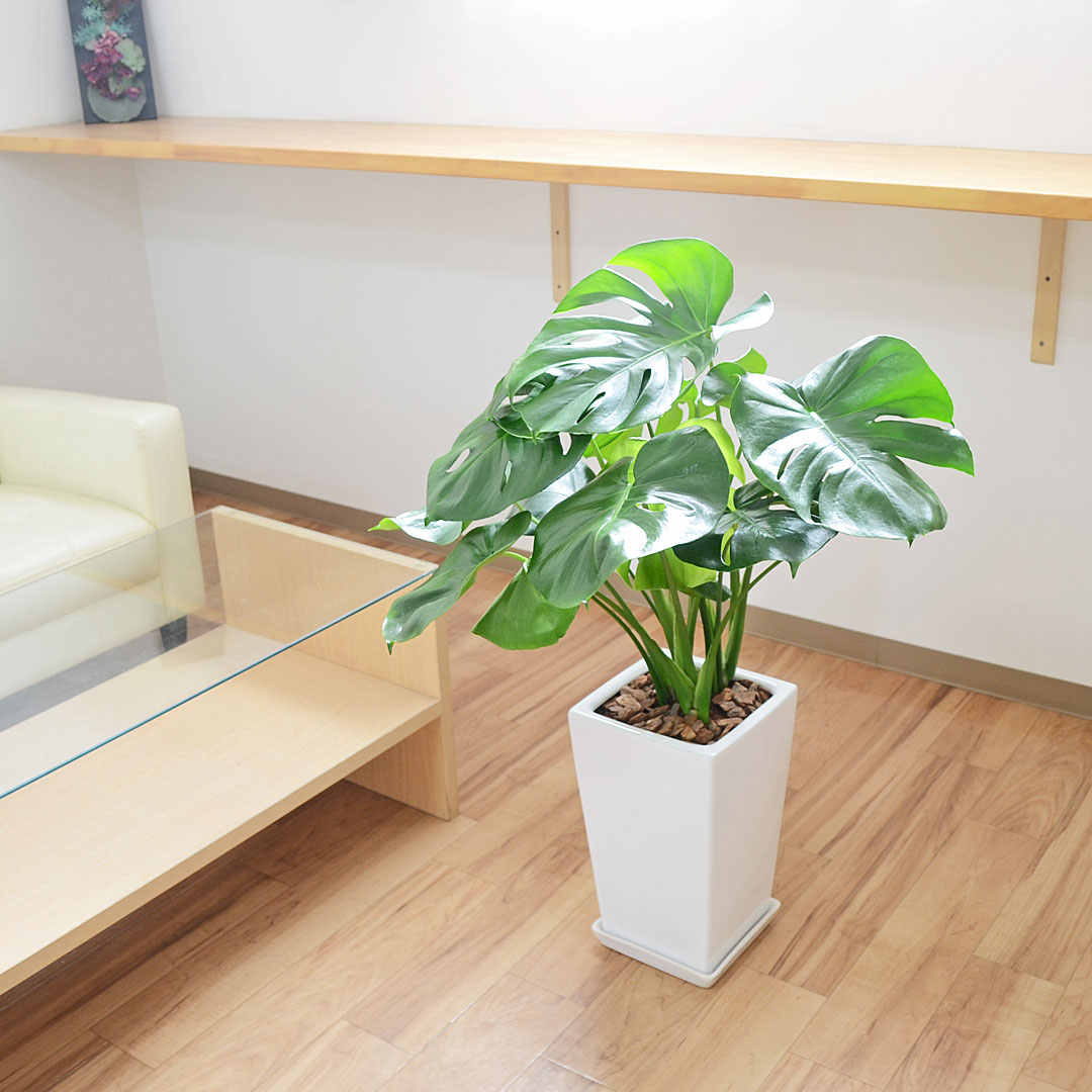 観葉植物 モンステラ スクエア陶器鉢植え 7号 イメージ2