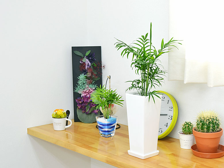 観葉植物 テーブルヤシ スクエア陶器鉢植え イメージ