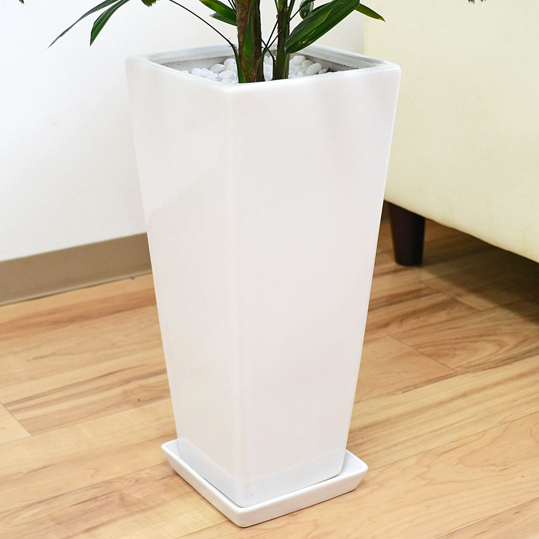 観葉植物 観音竹 陶器鉢 7号 陶器鉢の拡大