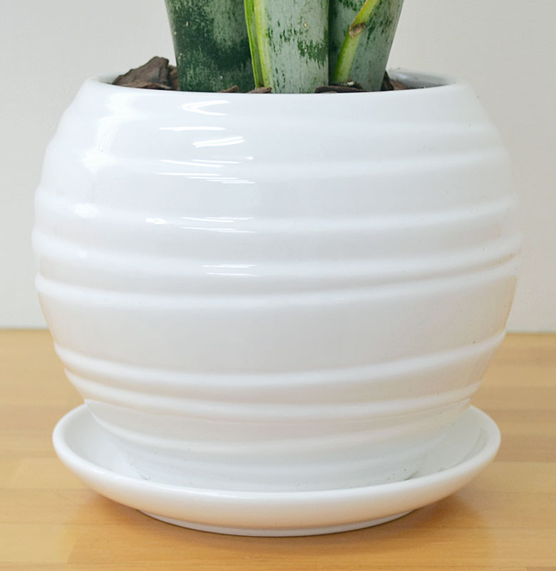 観葉植物 サンスベリア ボール型陶器鉢 5号 陶器鉢の表面の拡大