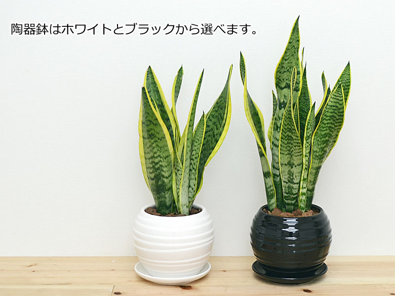 観葉植物 サンスベリア ボール型陶器鉢 5号 陶器鉢色イメージ