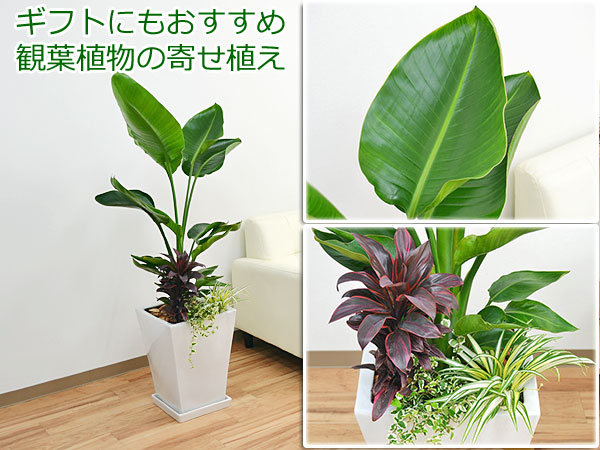 送料無料 観葉植物ストレリチア オーガスタ寄せ植え スクエア陶器鉢 観葉植物の販売 ギフトならフラワーコーポレーション