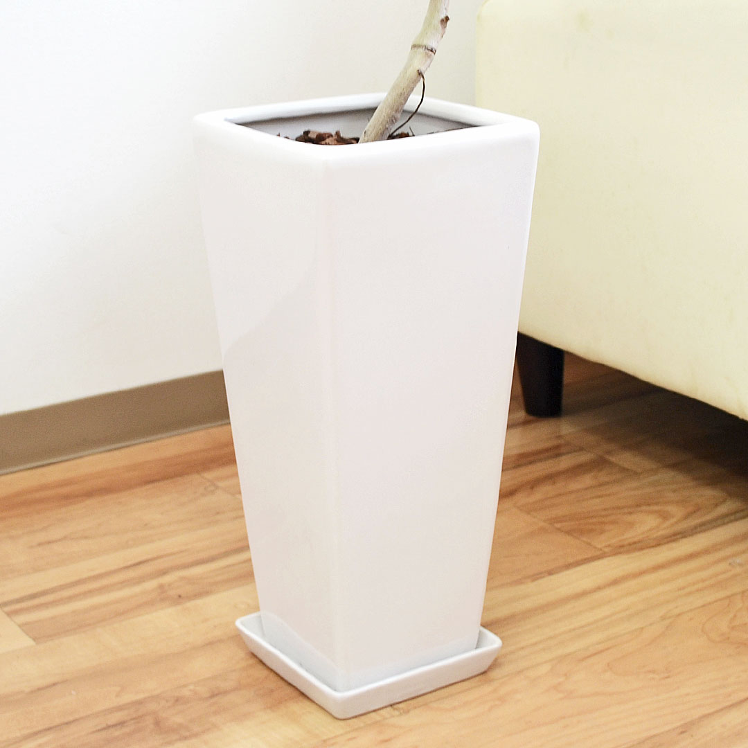 観葉植物 フィカス・アルテシーマ 曲がり 陶器鉢 陶器鉢の拡大