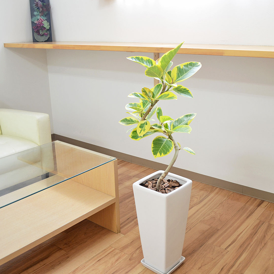観葉植物 フィカス・アルテシーマ 曲がり 陶器鉢 イメージ3