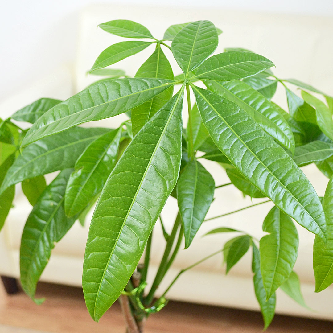 観葉植物 パキラ ボール形陶器鉢 葉の拡大