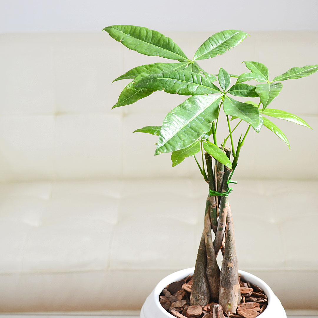 観葉植物 パキラ ボール形陶器鉢 イメージ