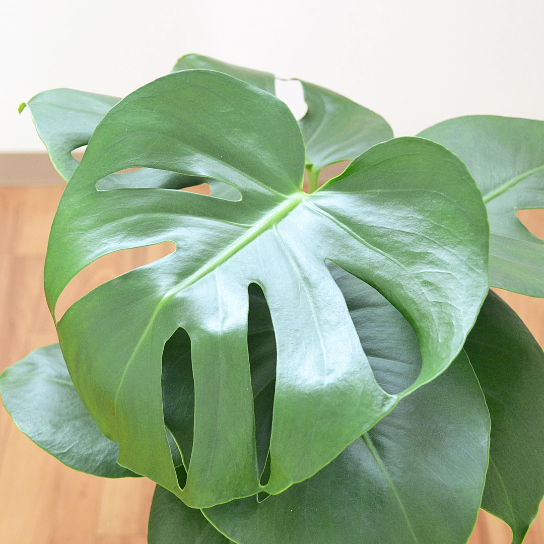 観葉植物 モンステラ 円柱形陶器鉢 葉の拡大