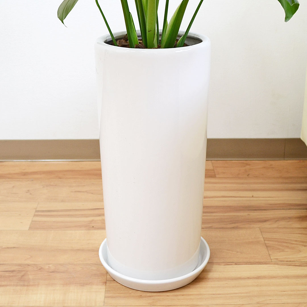 観葉植物 モンステラ 円柱形陶器鉢 陶器鉢の拡大