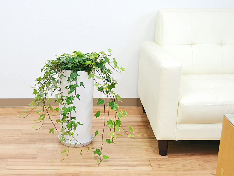 観葉植物 アイビー3種寄せ植え 円柱形陶器鉢 イメージ
